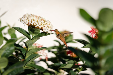 hummingbird on rose flowers