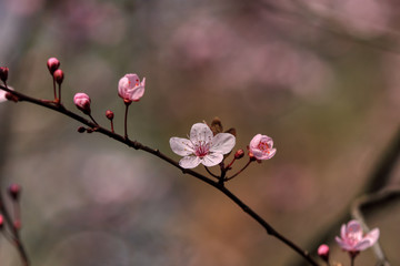 wonderful flowers fruits. blossom fruit