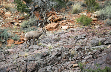 Wild Bighorn sheep - Colorado