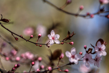 wonderful flowers fruits. blossom fruit