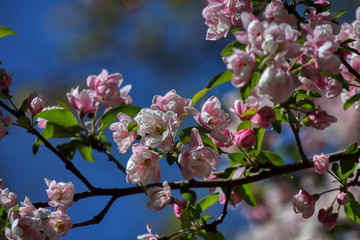 wonderful flowers fruits. blossom fruit