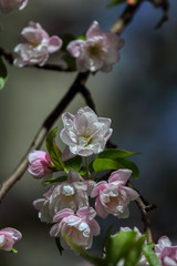 wonderful flowers fruits. blossom fruit