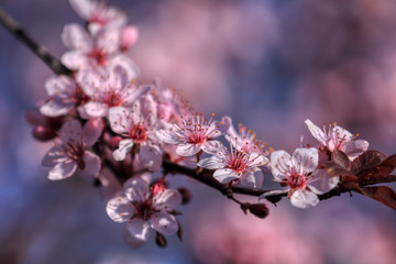 wonderful flowers fruits. blossom fruit