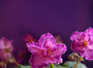 Lilac flowers, buds and green violet leaves on a purple background. Beautiful tender floral composition.