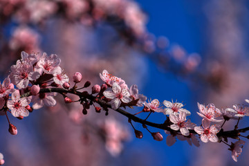 wonderful flowers fruits. blossom fruit