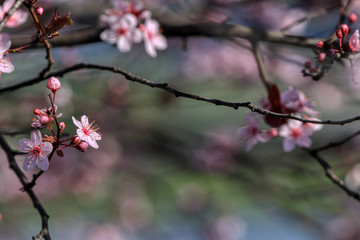 wonderful flowers fruits. blossom fruit