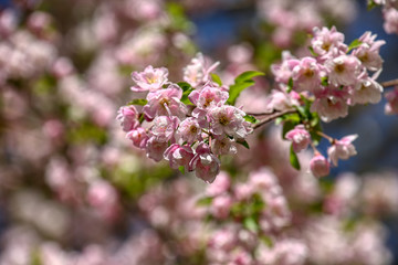 wonderful flowers fruits. blossom fruit