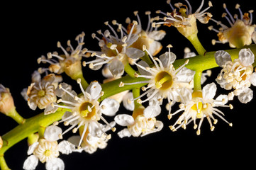 Hawthorn, Crataegus monogyna, blossom in spring