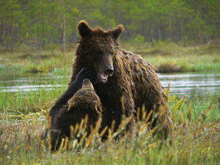 Adult Brown Bears playing and posing among swamp forest