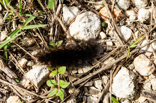 Black Hairy Caterpillar On Ground