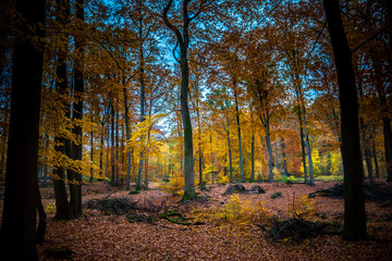 Obraz premium Herbstwald