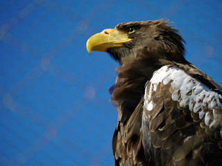 portrait of an eagle
