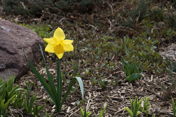 Beautiful Yellow Flower in Spring Garden