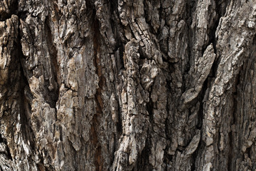 Textured Bark Wood Pattern Tree Background