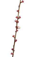 apricot tree branch with unblown flower buds isolated on white background