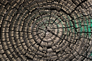 Symmetric Wood Circles Brown and Green Texture Pattern