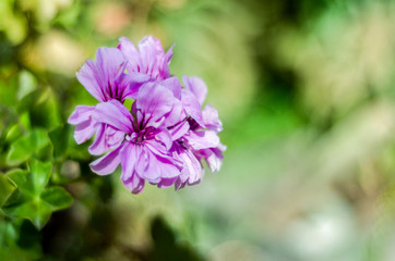 Fototapeta premium Flowers at the garden with natural light
