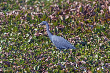 LIttle Blue Heron Wandering the Wetlands