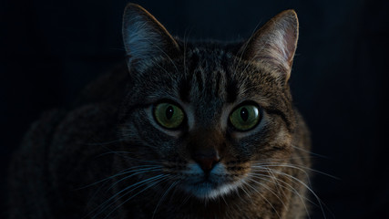 feline lazy look at his victim in the dark