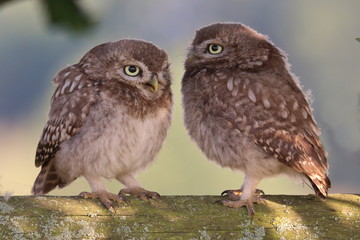 Two Little Owls on fence