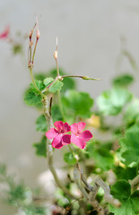 Obraz premium Flowers at the garden with natural light