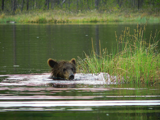 Adult Brown Bears playing and posing among swamp forest