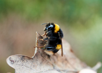 A detailed close- up of a bumble bee crawling on a dried oak leaf.