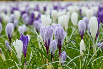 A lush field of beautiful purple and lilac crocus flowers.