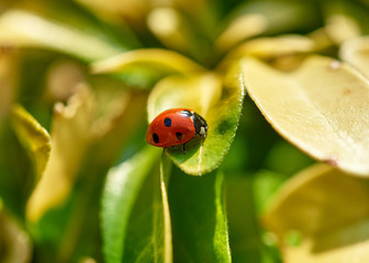 Fototapeta premium Bright red Ladybird (Coccinella magnifica) crawling across a vivid green leaf.