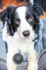 Stay home. Funny portrait of smilling puppy dog border collie lying in dog bed indoors. New lovely member of family little dog at home gazing and waiting. Pet care and animal life quarantine concept.