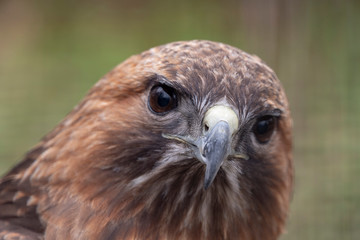 Redtail hawk face closeup