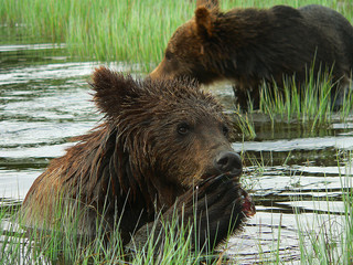 Adult Brown Bears playing and posing among swamp forest