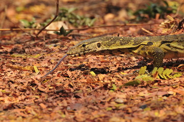 Monitoring lizard in the ground in Africa