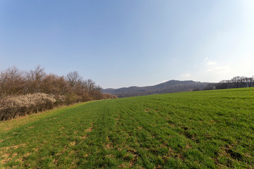 Fototapeta na wymiar Green field in the Buda mountains, near Solymar, Hungary.