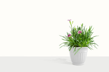 Beautiful Cravina Dianthus chinensis Flowers (China Pink) in pot (vase) isolated on white background