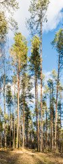 Pine forest in the rays of sunlight. A forest path runs through the dry grass. Spring clear evening with blue sky and clouds. Nature landscape