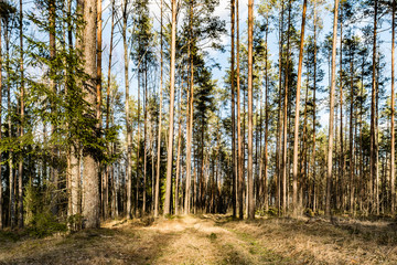 Obraz premium Pine forest in the rays of sunlight. A forest path runs through the dry grass. Spring clear evening with blue sky and clouds. Nature landscape