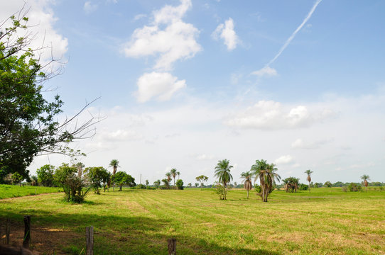 Paisaje natural llanero / Plain natural landscape