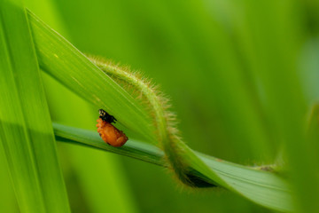 Coccinella is the most familiar genus of ladybird (or, in North America, ladybug). The elytra of most species are of a red or orange colour, punctuated with black spots or bands. The genus occurs thro