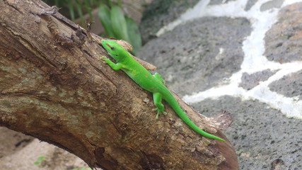 Green Gecko