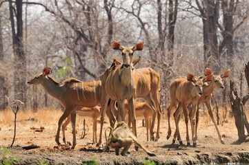Kudus in the wild in Africa, Malawi