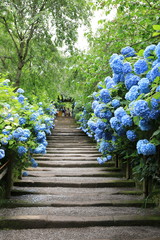 Hydrangea at Meigetsuin (Hydrangea Temple) Kamakura Japan