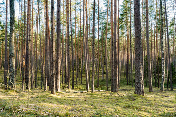 Fototapeta premium Beautiful clean pine forest with green moss. Spring clear evening with blue sky and clouds. Nature background