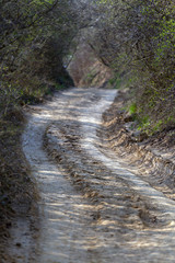 Fototapeta premium Dirt road in the Buda mountains