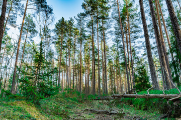 Fototapeta premium Pine forest in the rays of sunlight. Green moss with stumps and felled trunks. Spring clear evening with blue sky and clouds. Nature background
