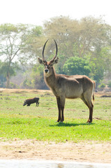 Male waterbuck on the coast of Shire River in Africa
