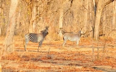 zebras in the woods in Africa in dry season