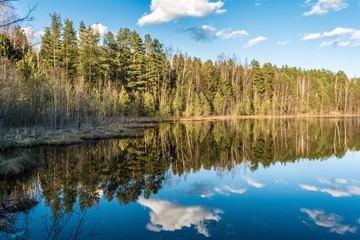 Fototapeta na wymiar A beautiful mixed forest, lit by the setting sun and reflected in calm water. Blue forest lake and blue sky with rare clouds in the early spring evening
