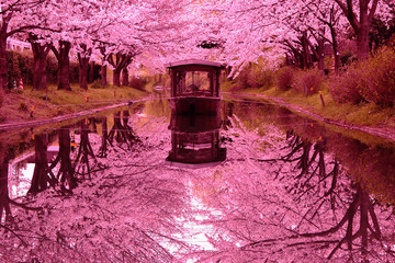 京都　伏見　桜と十石船