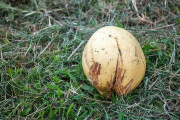 tree and yellow coconut fruit